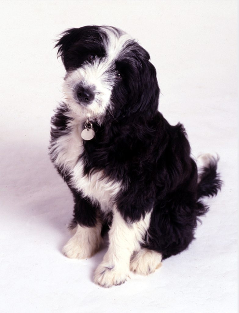 Black and white puppy sitting and looking at the camera