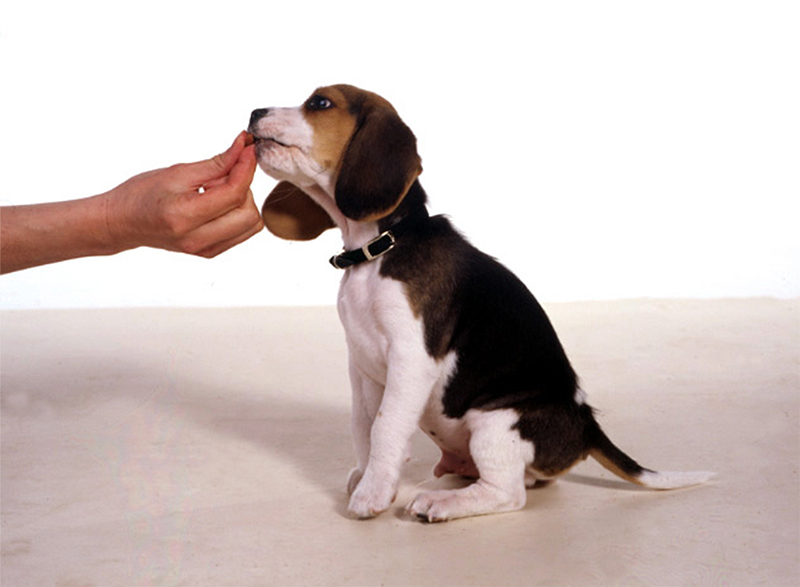 Beagle puppy being rewarded for sitting with a treat