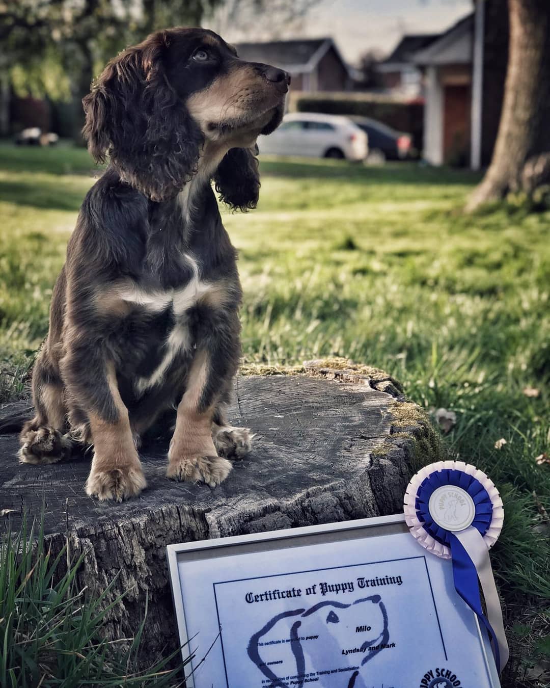 Milo the Cocker Spaniel puppy in the garden with his Puppy School certificate and rosette